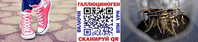 Галлюциногенные грибы Cubensis  Купить  Каменск-Шахтинский 